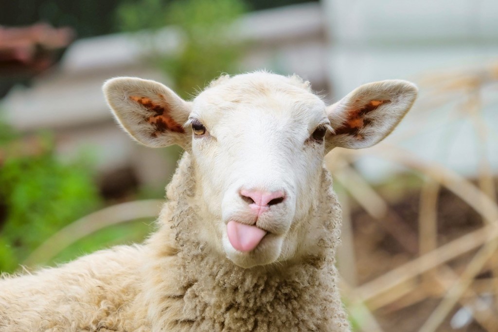 Animal-jokes-funny-sheep.jpg